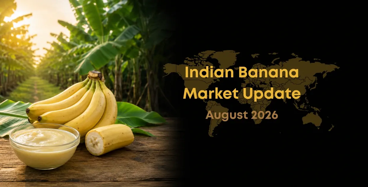 Indian Banana Market Update August 2026