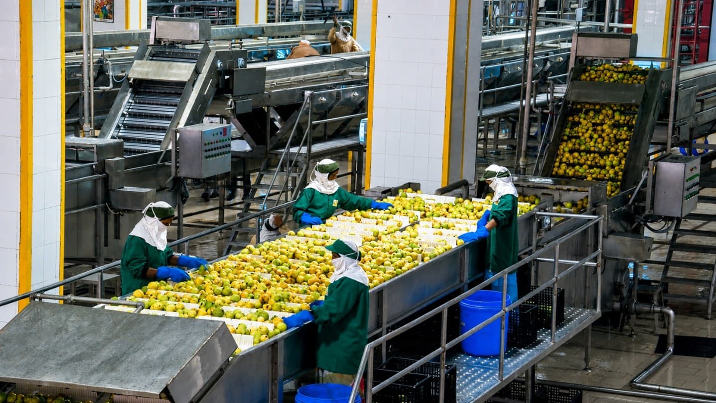 India frozen fruits and vegetables processing opportunity